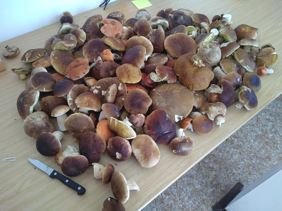 119774012_3527420623968430_7638606325865298974_n